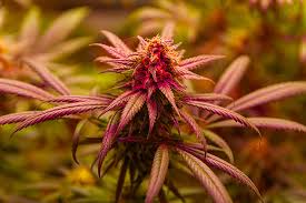Ultimate Guide to Marijuana Seeds Minnesota Ultimate Guide to Marijuana Seeds Minnesota